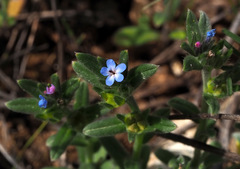 Buglossoides tenuiflora