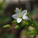 Sabulina tenuifolia - Photo 由 Ron Frumkin 所上傳的 (c) Ron Frumkin，保留部份權利CC BY-NC