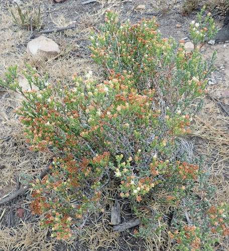 Image of Ruschia tenella by (c) Nicola van Berkel, some rights reserved (CC BY-SA)