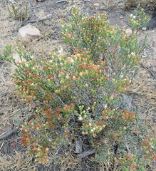 Ruschia tenella