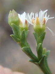 Ruschia tenella