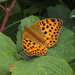 Pallas's Fritillary - Photo (c) Philip Sansum, some rights reserved (CC BY-NC), uploaded by Philip Sansum