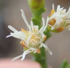 Ruschia tenella