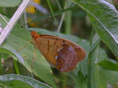 Argynnis laodice
