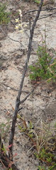 Bulbine filifolia