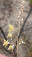 Bulbine filifolia