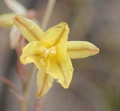 Bulbine filifolia