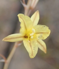 Bulbine filifolia