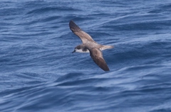 Pterodroma