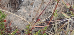 Bulbine filifolia