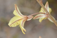 Bulbine filifolia