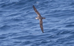 Pterodroma
