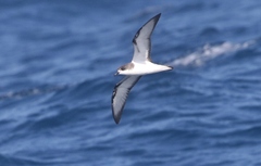 Pterodroma