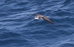Pterodroma