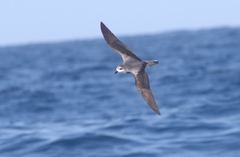 Pterodroma