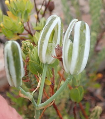 Albuca longipes
