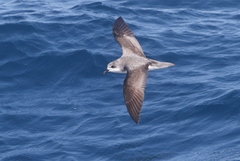 Pterodroma
