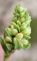 Polygonum undulatum
