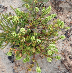 Polygonum undulatum
