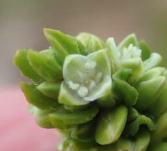 Polygonum undulatum