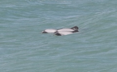 Cephalorhynchus hectori