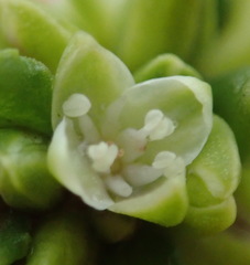 Polygonum undulatum