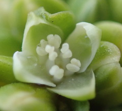 Polygonum undulatum