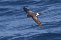 Fregetta maoriana