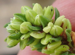 Polygonum undulatum