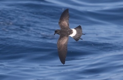 Fregetta maoriana