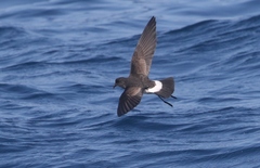 Fregetta maoriana