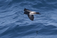 Fregetta maoriana