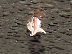 Endotricha theonalis