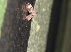 Endotricha theonalis