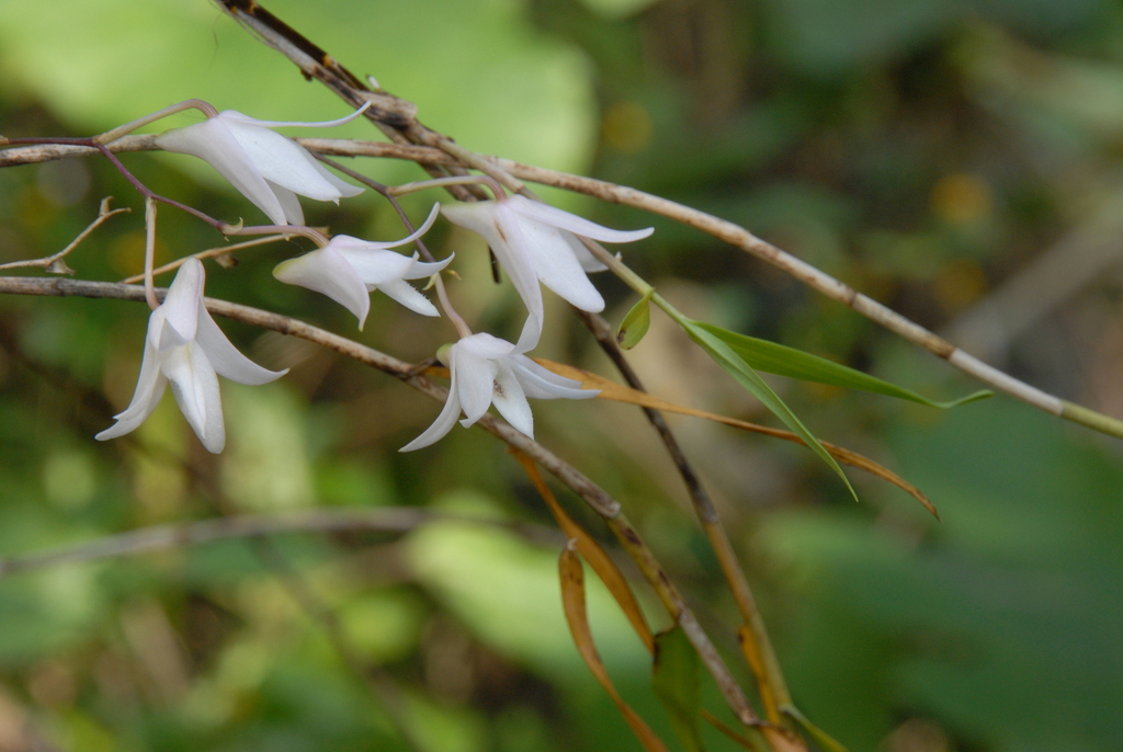 Dendrobium leptocladum