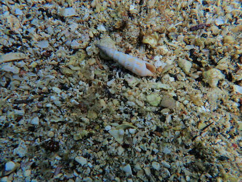 Myurella affinis observed 2023-09-16