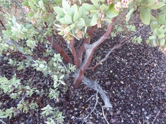 Arctostaphylos pungens