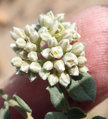 Limeum telephioides (Limeum telephioides)