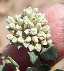 Limeum telephioides telephioides
