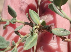 Limeum telephioides telephioides