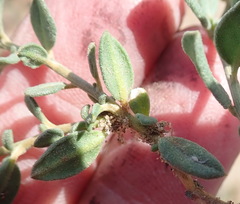 Limeum telephioides telephioides