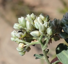 Limeum telephioides telephioides