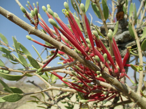 Image of Tapinanthus oleifolius by no rights reserved