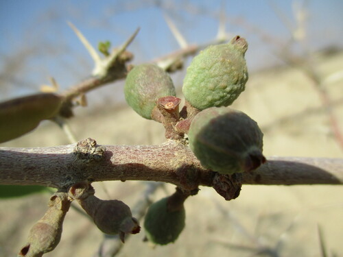 Image of Tapinanthus oleifolius by no rights reserved