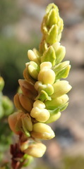 Polygonum undulatum