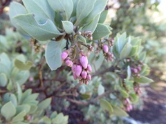 Arctostaphylos pungens