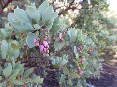 Arctostaphylos pungens