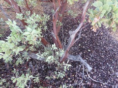 Arctostaphylos pungens
