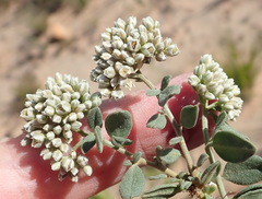 Limeum telephioides telephioides