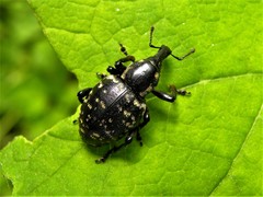 Liparus glabrirostris